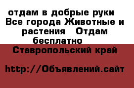 отдам в добрые руки - Все города Животные и растения » Отдам бесплатно   . Ставропольский край